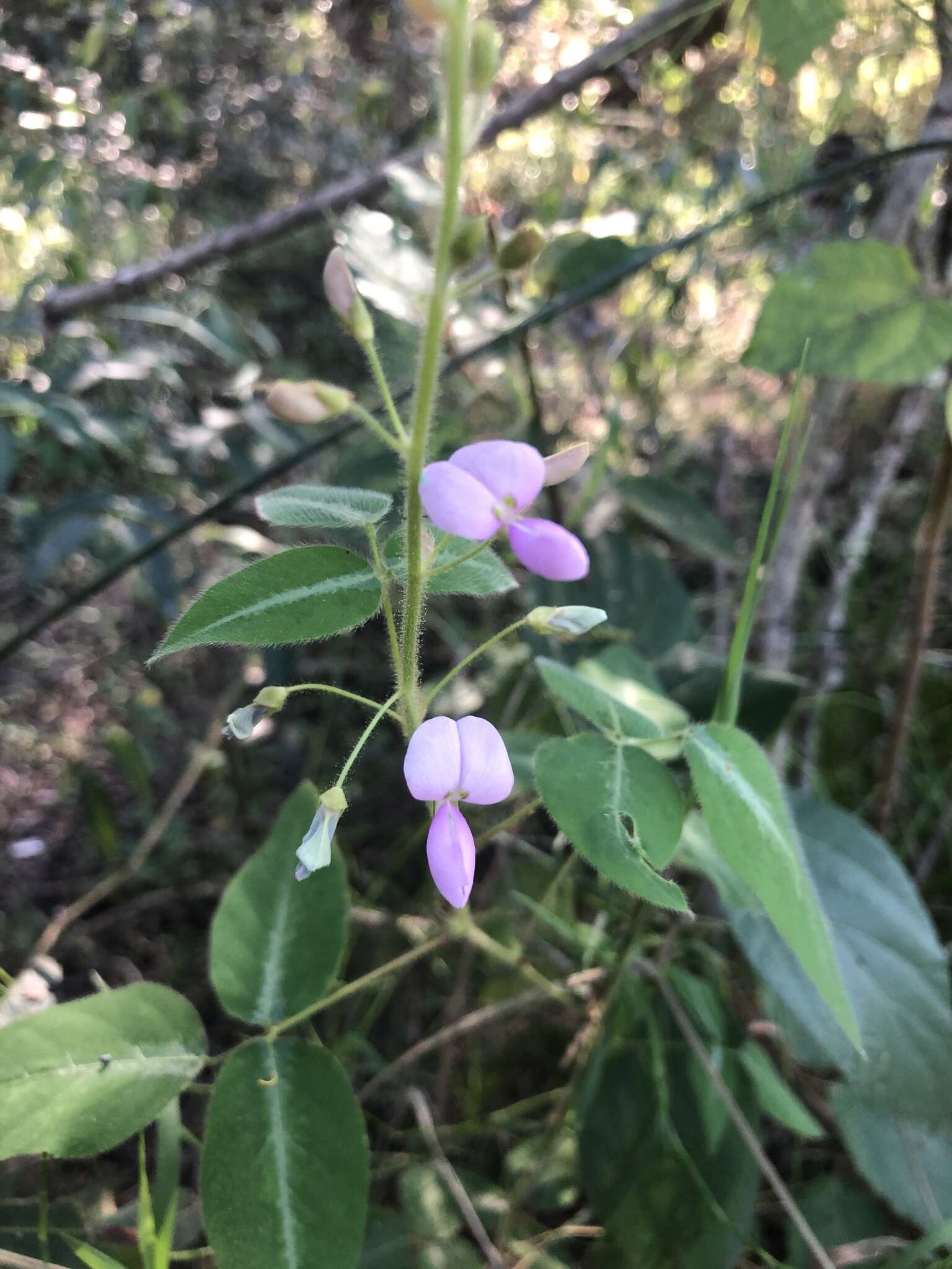 Image of Silverleaf Desmodium