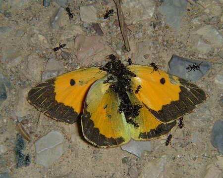 Image of clouded yellow