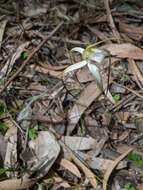 Image of Graceful spider orchid