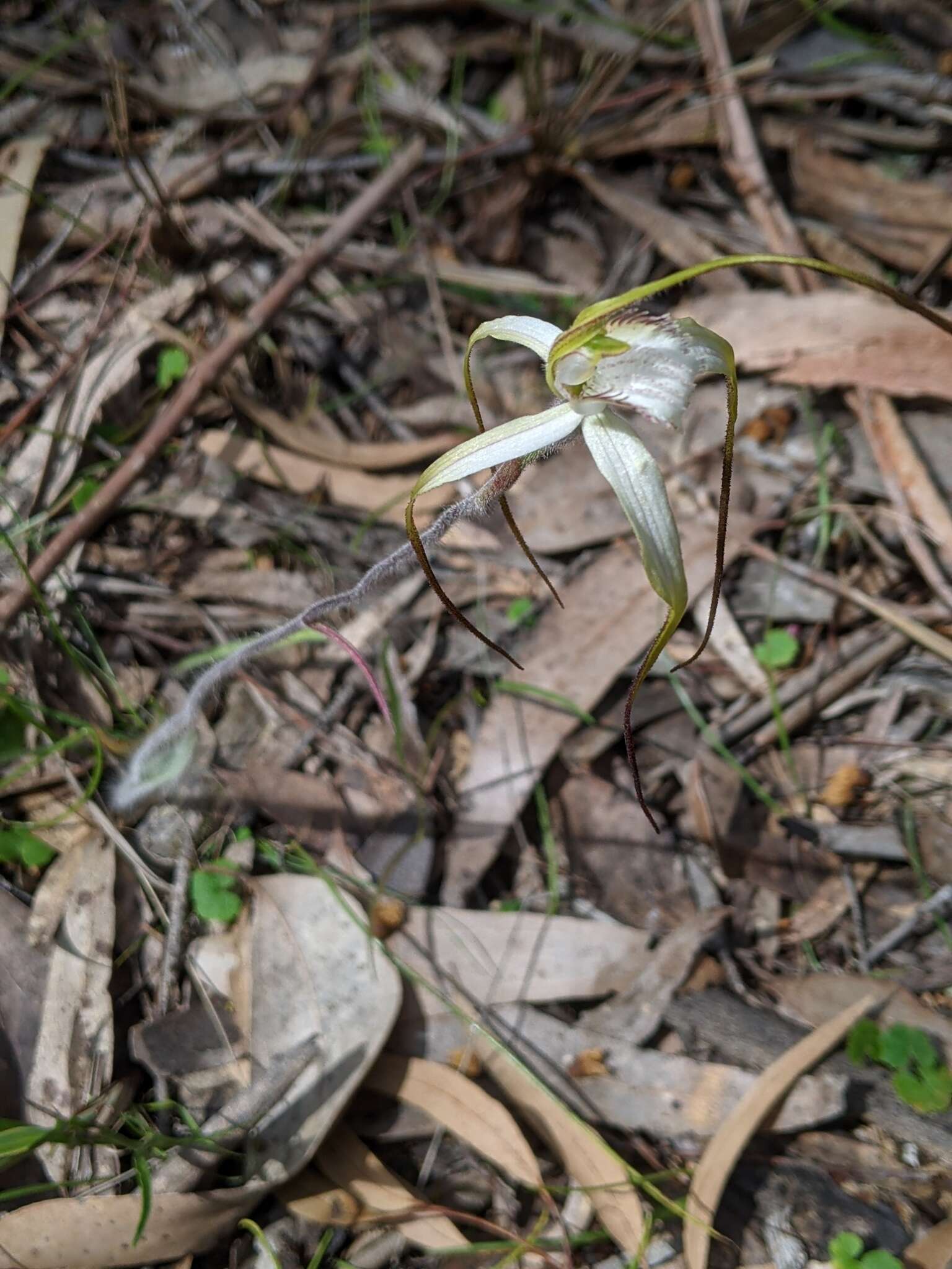 Image of Graceful spider orchid