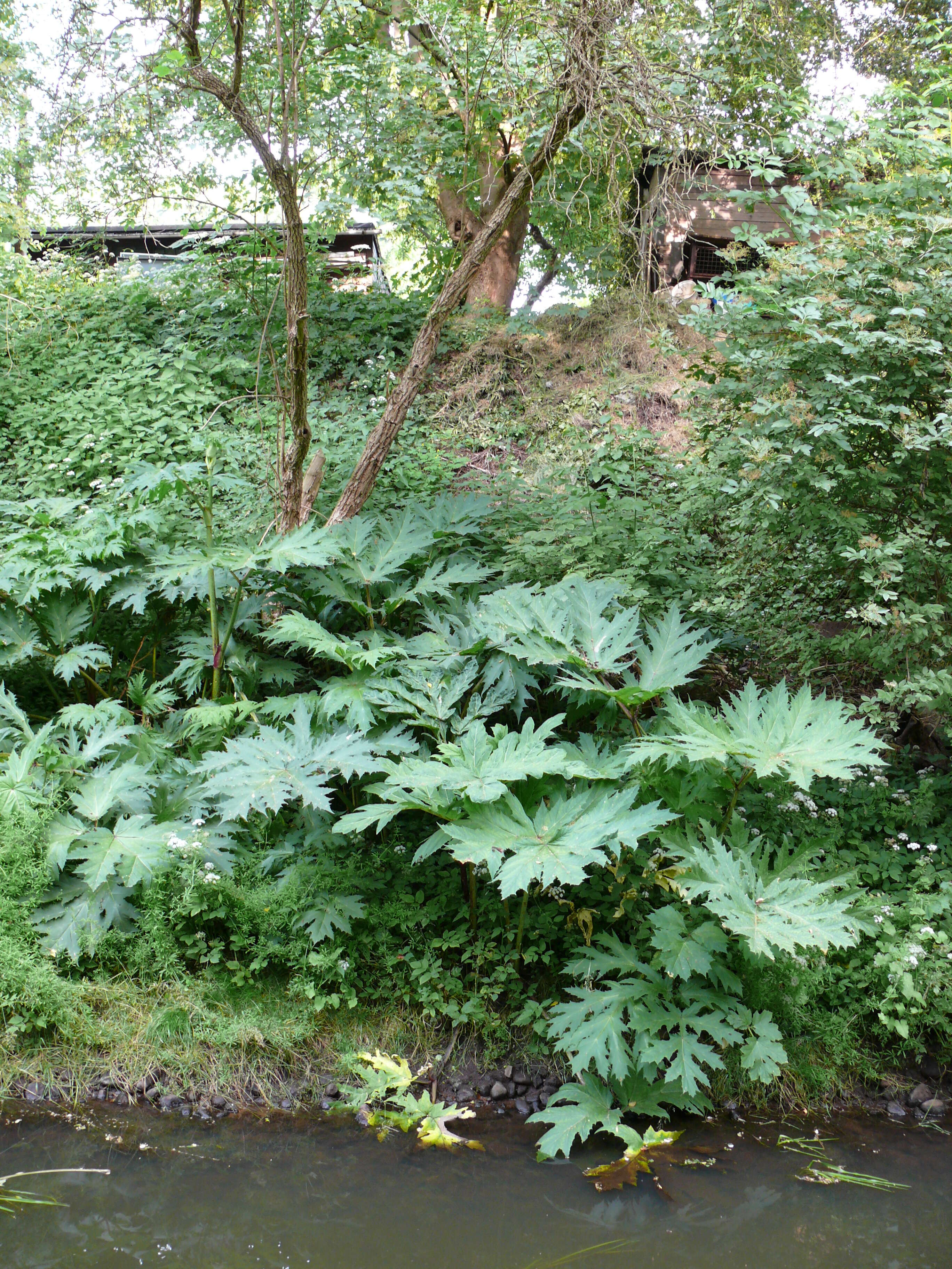 Image of Mantegazzi's Cow-Parsnip