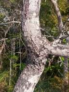 Acridocarpus excelsus A. Juss.的图像