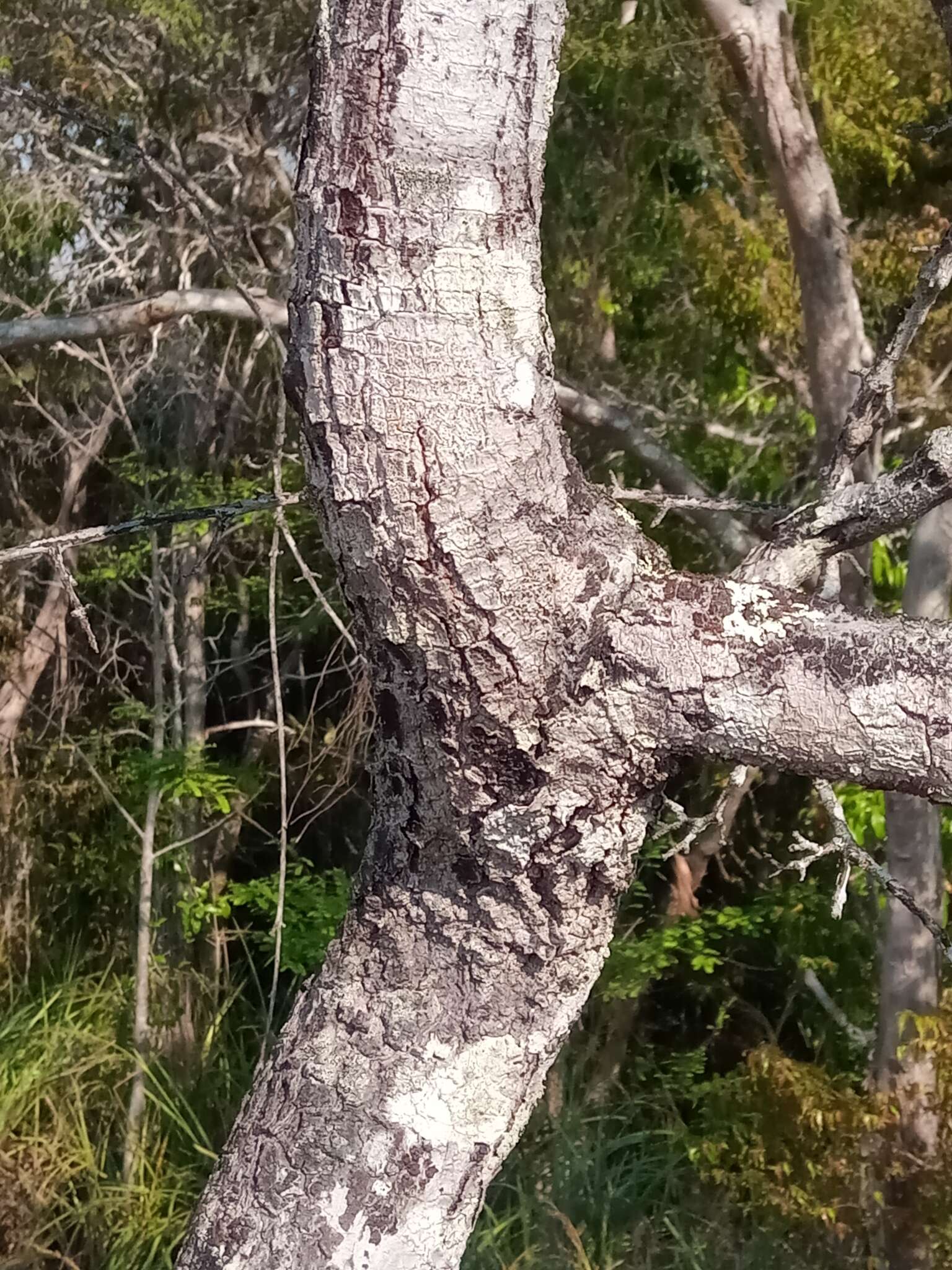Acridocarpus excelsus A. Juss.的图像