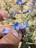 Image of broadbeard beardtongue