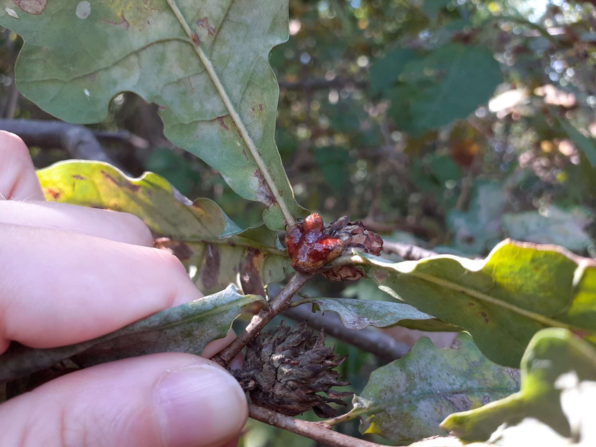 <i>Andricus mitratus</i>的圖片