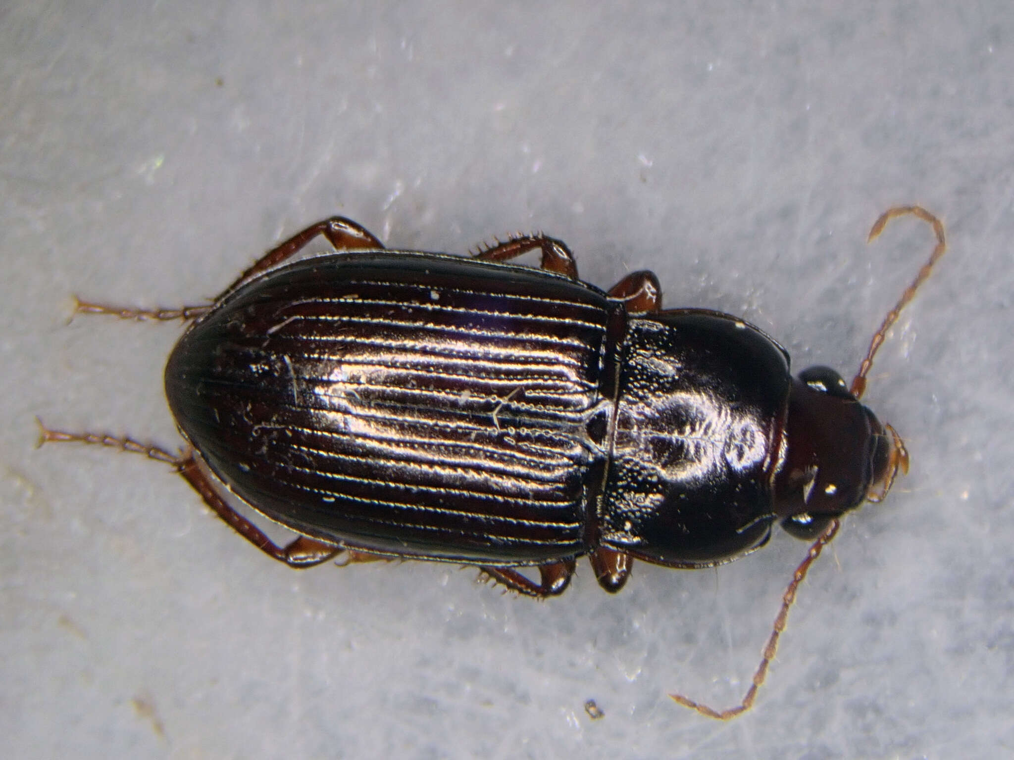 Image of Carabidae