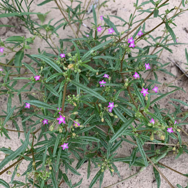 Image of Ostrich herb