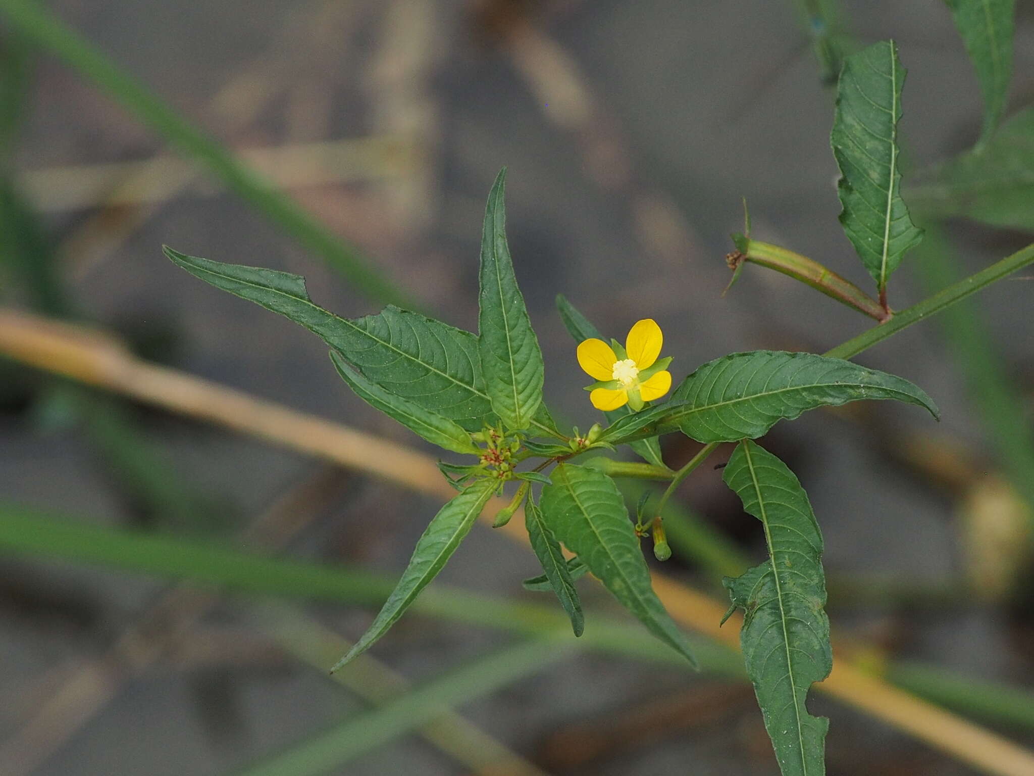 Image de Ludwigia hyssopifolia (G. Don) Exell