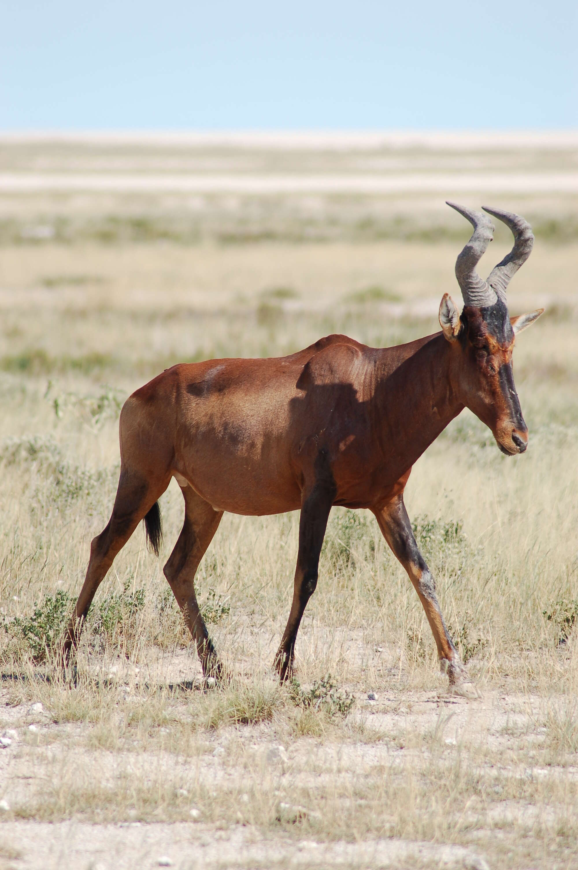 Image of Alcelaphus buselaphus caama