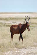 Image of Alcelaphus buselaphus caama