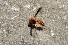 Image of Polistes bellicosus Cresson 1872