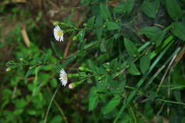 Image of Aster turbinatus S. Moore