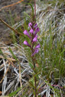 Image of rosy owl's-clover