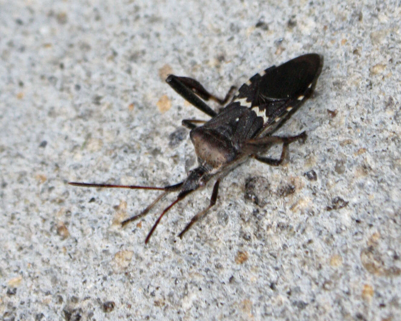 Image of western leaf-footed bug