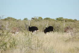 Image of South African Ostrich