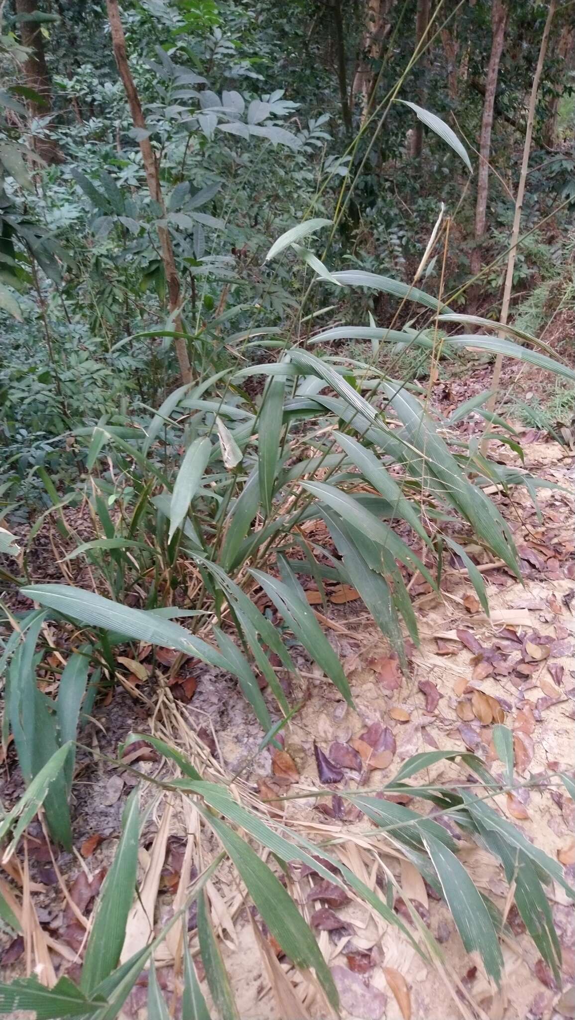 Image of bigleaf bristlegrass