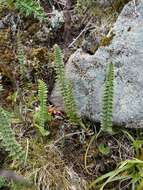 Imagem de Polystichum lachenense (Hook.) Bedd.