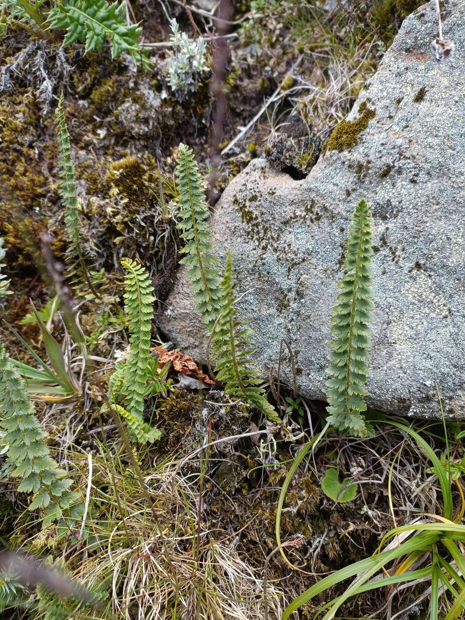 Imagem de Polystichum lachenense (Hook.) Bedd.