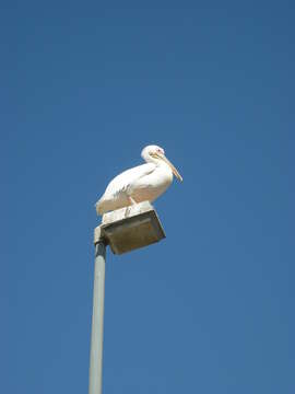 Image of Great White Pelican