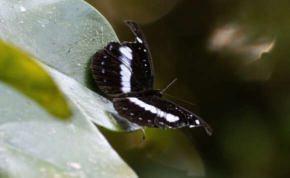 Слика од Pantoporia venilia Linnaeus 1758