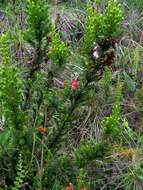 Image of Erica oatesii var. oatesii