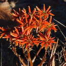 Plancia ëd Aloe hereroensis Engl.
