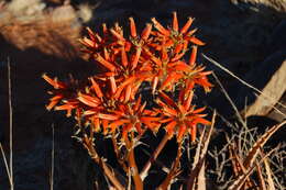 Image of Aloe hereroensis Engl.