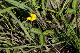 Image of Argyrolobium rotundifolium