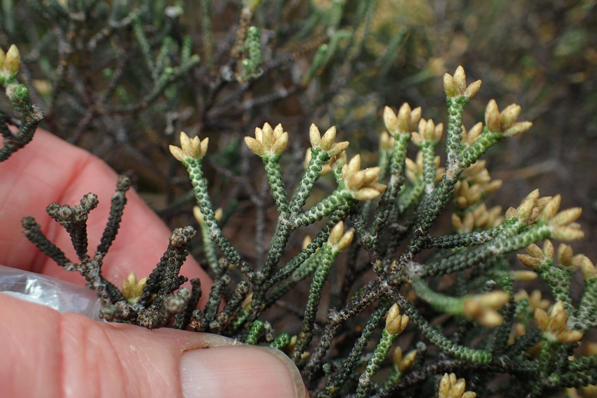 Image de Ozothamnus scutellifolius Hook. fil.