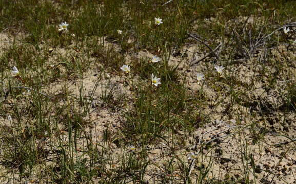 Image of Ixia brunneobractea G. J. Lewis