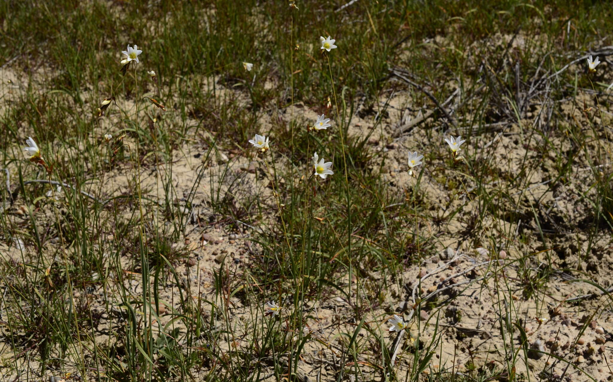 Image of Ixia brunneobractea G. J. Lewis