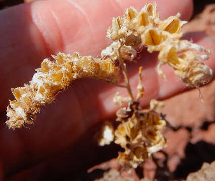 Phacelia serrata J. W. Voss resmi