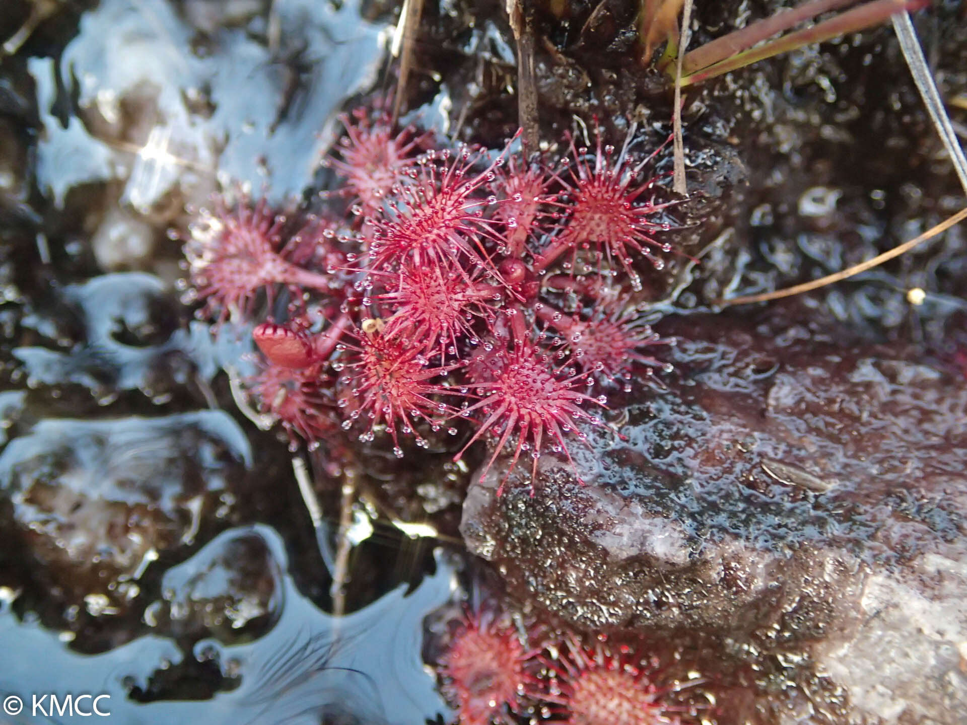 صورة Drosera burkeana Planch.