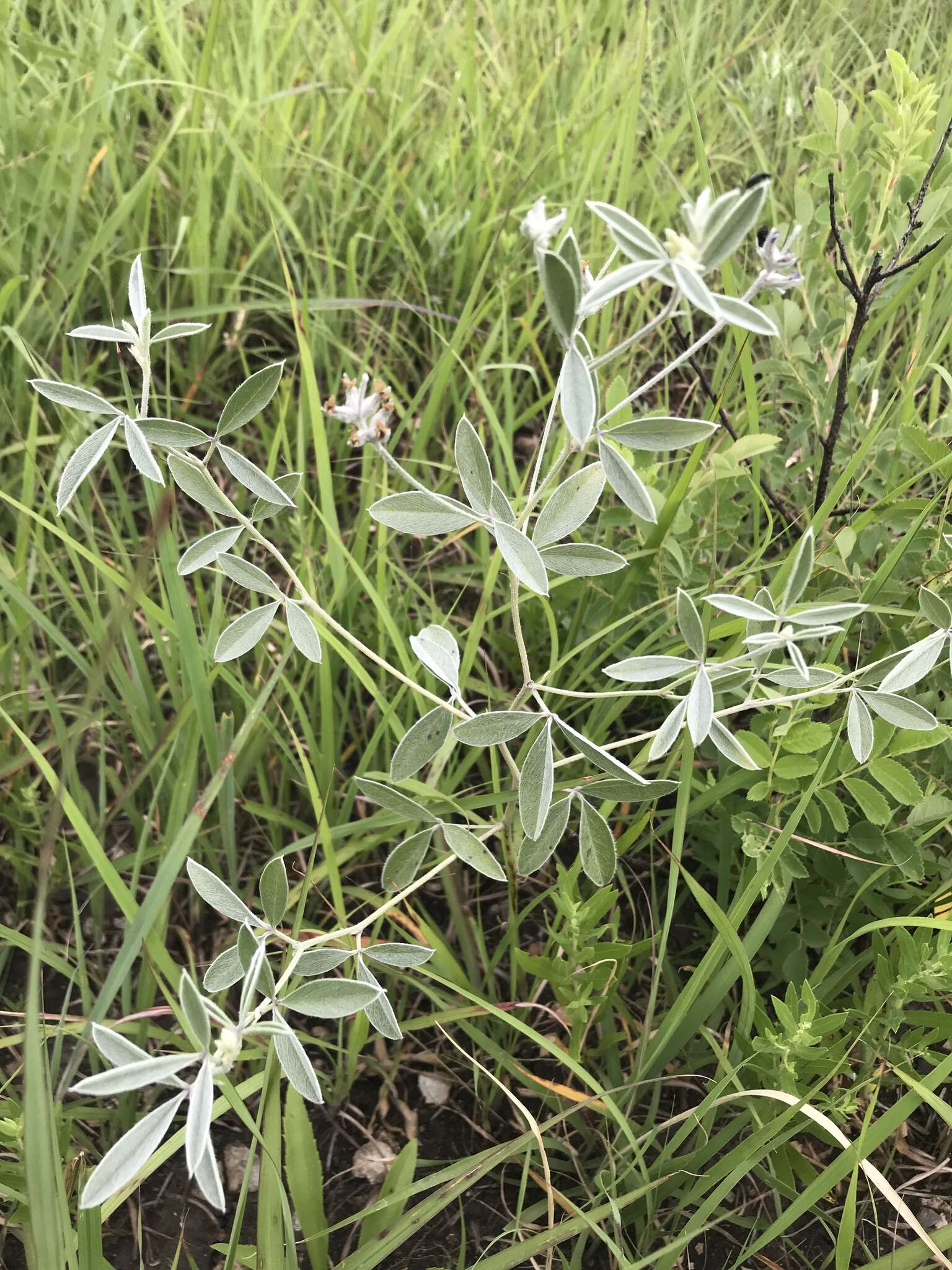 Plancia ëd Psoralea argophylla Pursh