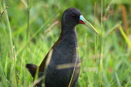 Image of Plumbeous Rail