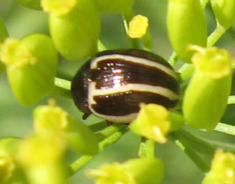 Image of Ragweed Leaf Beetle