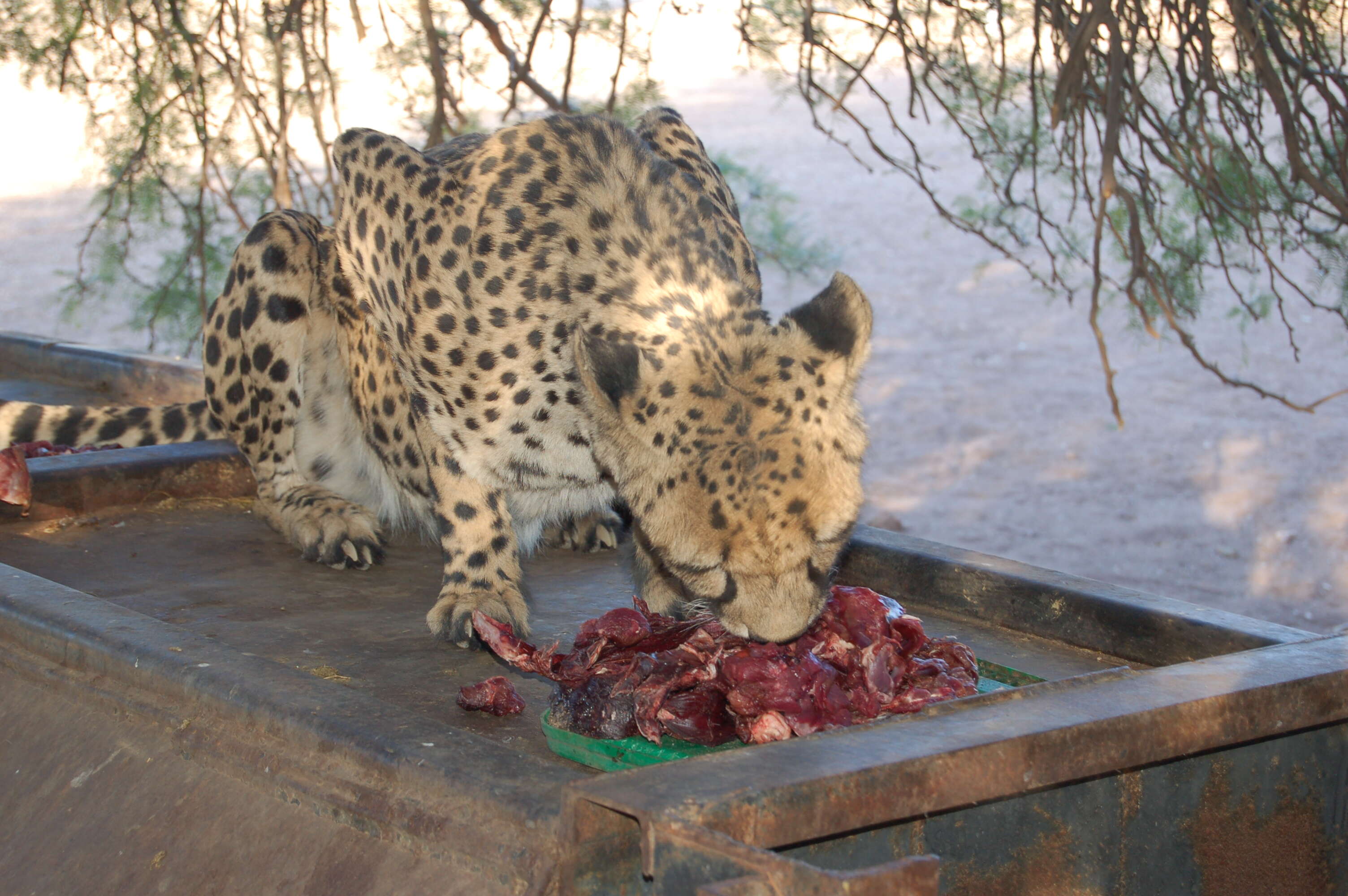 Image of Namibian cheetah