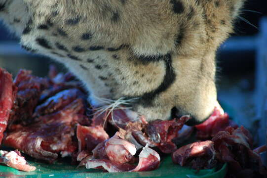 Image of Namibian cheetah