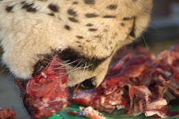 Image of Namibian cheetah