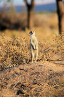 Image of Suricata Desmarest 1804