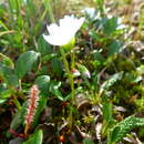 Montia bostockii (Porsild) S. L. Welsh resmi