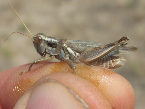 Image of Melanoplus bowditchi Scudder & S. H. 1878