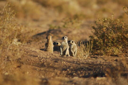 Image of Suricata Desmarest 1804