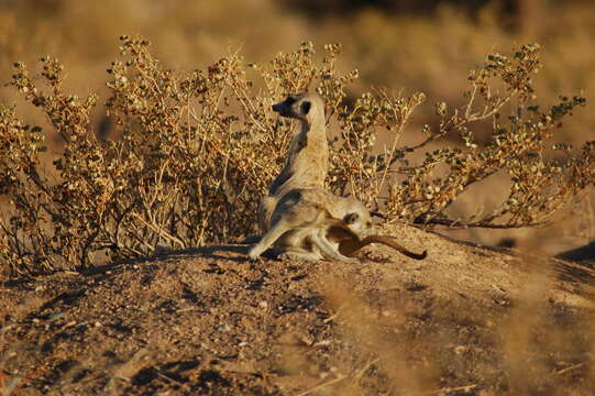 Image of Suricata Desmarest 1804