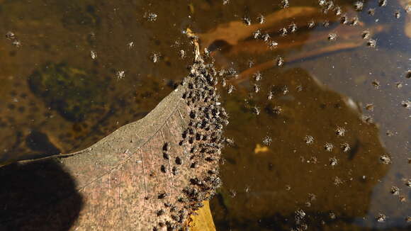 Image of Microvelia subgen. Dilutovelia Zettel 2012