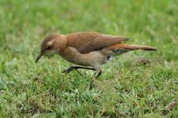 Image of Rufous Hornero