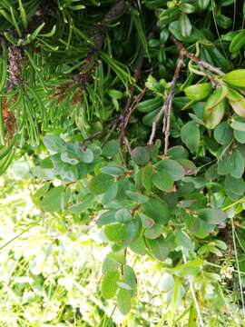 Image of Vaccinium uliginosum subsp. microphyllum Lange