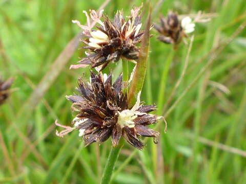 Imagem de Juncus phaeocephalus var. phaeocephalus