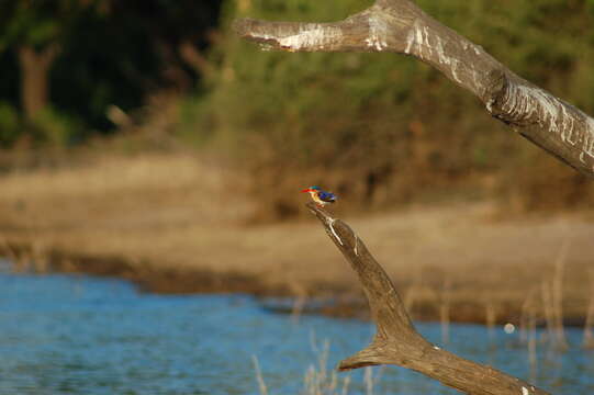 Image of Alcedo cristata