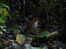 Image of White-bellied Antpitta